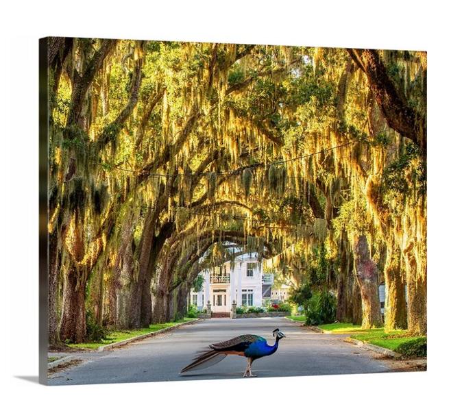 24" x 20" Canvas - Peacock Strolling along Magnolia Avenue